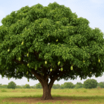 🌳 आम का पेड़ : फलों का राजा