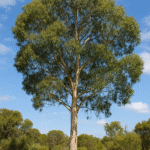 🌳 नीलगिरी का वृक्ष – प्रकृति का अद्भुत उपहार